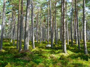 woodlands